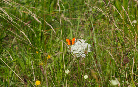 Insect orange butterfly in summer on a wildflower.の写真素材