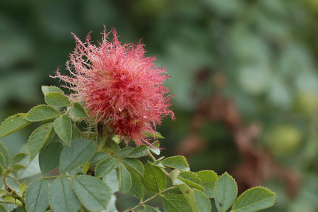 Dog rose plant infested with rose walnut insect