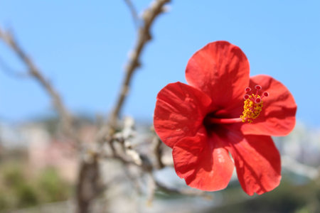 Hibiscus on the islandの写真素材