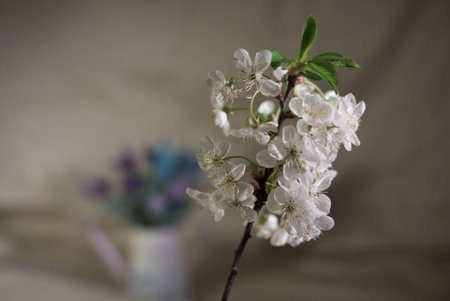 Cherry blooming branch at home