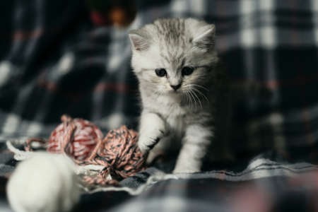 Scottish fold nd straight playful kittensの写真素材