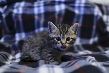 Scottish fold nd straight playful kittensの写真素材