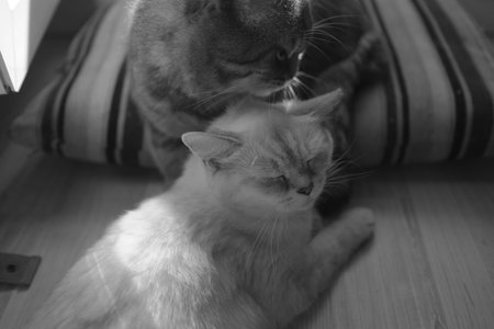 Scottish fold and straight kittens at home