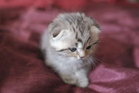Scottish fold and straight kittens at homeの写真素材