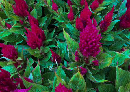 Amaranth grows up to 70 cm in height, differs in different color of leaves on one bush. Young leaves are red-yellow, then they become orange-red, and bronze by the end of summer.の写真素材