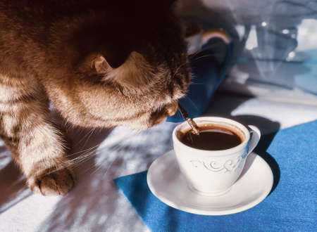 Scottish fold cat tasting and trying with nose my morning coffee and small jug of milk on a blue and white background with dry wild grass shadowsの写真素材