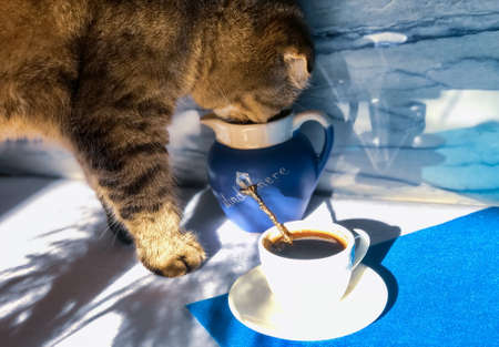 Scottish fold cat tasting and trying with nose my morning coffee and small jug of milk on a blue and white background with dry wild grass shadowsの写真素材