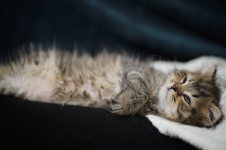 Scottish fold longhair kitten. Highland at home tenderly sleping at sofa with human hands