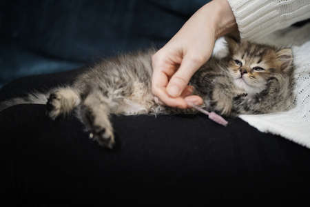 Scottish fold longhair kitten. Highland at home tenderly sleping at sofa with human handsの写真素材