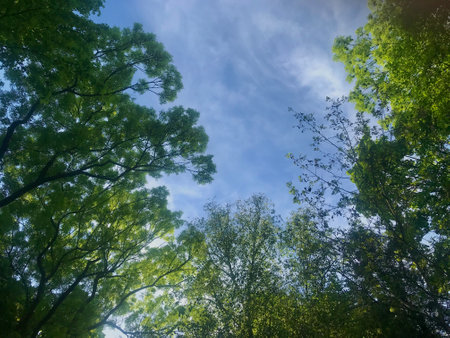 Walking in city Kazimir park at Przemysl, Poland, more looking as forest in the midday with sunlight through the leavesの写真素材