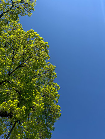 Green leaves of trees against the blue sky in spring. Natural background.