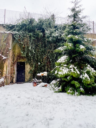 Abandoned house in winter, covered with snow and ivyの写真素材