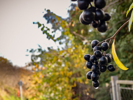 A bunch of black aronia berries on a branch in autumn.
