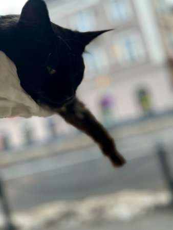 Black cat on the background of the street. Shallow depth of field.の写真素材