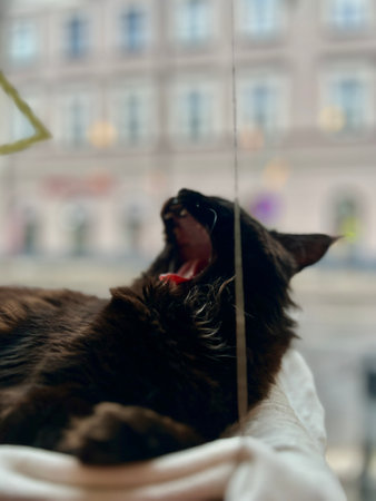 Cat lying on the windowsill in the city. Portrait of a black cat.の写真素材