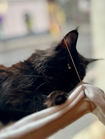 Black cat lying on the bed in the morning. Shallow depth of fieldの写真素材