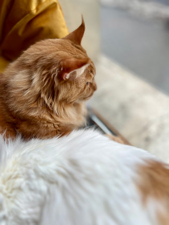 Cute ginger cat is sleeping on the sofa. Selective focus.の写真素材