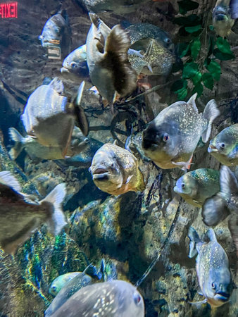 Fish swimming in the aquarium. Underwater world of aquariums.の写真素材