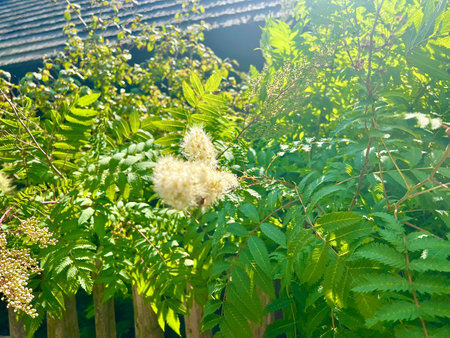 Sorbus aucuparia plant in bloom with green leavesの写真素材