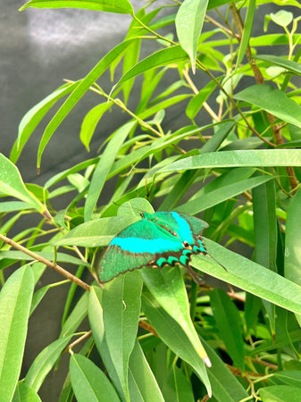 Turquoise butterfly on green leaves. Beautiful butterfly in the nature.