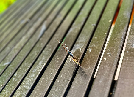 Dragonfly on a wooden bench in the park. Selective focus.