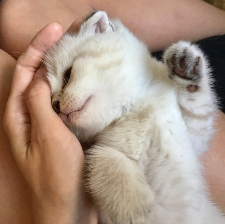 White Scottish fold kitten tenderly lays in human hands