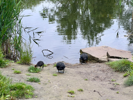 Fulica atra, family of coot on the shore of a pond in the park.の写真素材