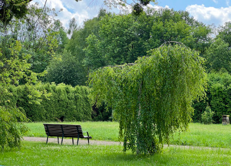 Wooden bench in the park with green weeping willow tree and grass in summerの写真素材