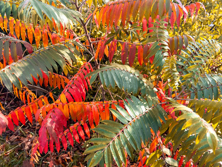 Colourful autumn leaves of a rowan on a sunny day  on the branches of a tree in the city. Autumn...