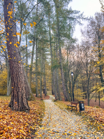 Autumnal alley in the park with fallen yellow leaves and trees