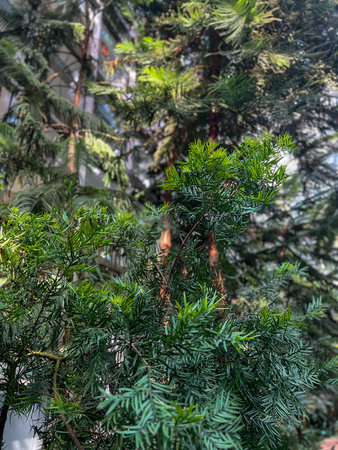 Tropical ferns in the botanical garden, stock photo. Pine tree in the park, close-up, green...