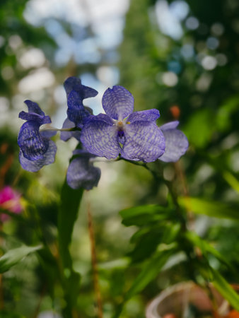 Purple orchid in the garden on a sunny day in parkの写真素材