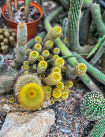 Cactus in botanical garden. Selective focus.の写真素材