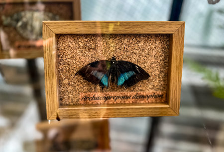 Butterfly in a wooden frame.