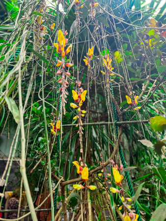 Flowering Thunbergia mysorensis, (Clock Vine Brick & Butter Vine, Lady's Slipper Vine ,Dolls' Shoes)...