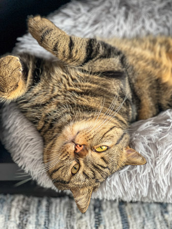 Cute tabby cat lying on the bed, close-up