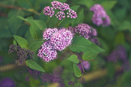 Flowering bush near the houseの写真素材