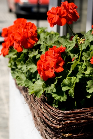 A wicker basket with red flowers on the windowsillの写真素材