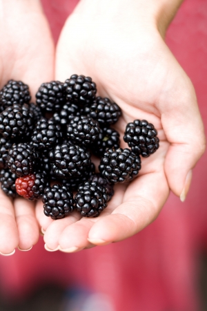 On the palm rests delicious blackberry flavoredの写真素材