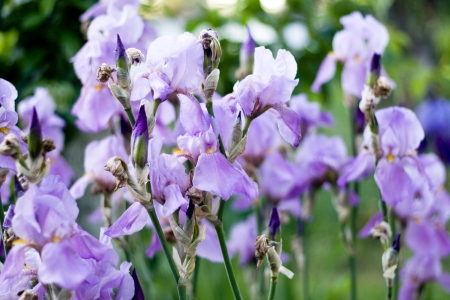 Bed of purple irises near the houseの写真素材