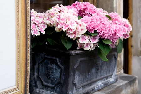 	Flowers on the windowsill in the Market Square in Poznan, Polandの写真素材
