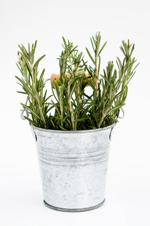 	Fragrant rosemary stands in a small iron bucketの写真素材