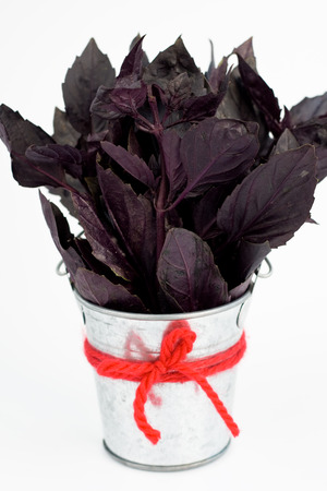 	Fragrant basil branches are in a small iron bucketの写真素材