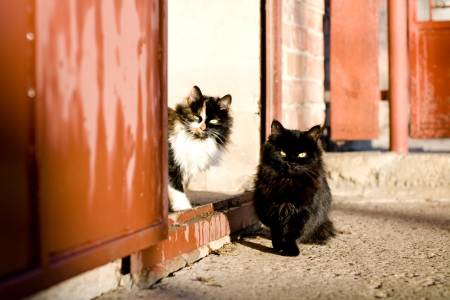 Black and tri-color cat sitting in the yard on a sunny dayの写真素材