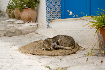 The gray cat sleeping on mats in front of the house in Sidi Bou Said, Tunisiaのeditorial素材