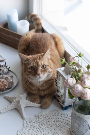 A cute ginger cat sitting on a windowsill; a decorative lantern, seahell, a box with candles, starfish and a vase with roses on a white background.の写真素材