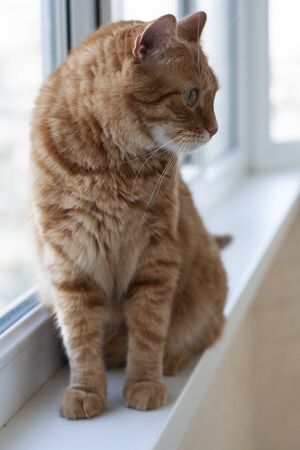 A cute ginger cat sitting on a windowsill on a whire background.の写真素材
