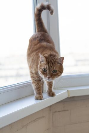 A cute ginger cat sitting on a windowsill on a white background.の写真素材