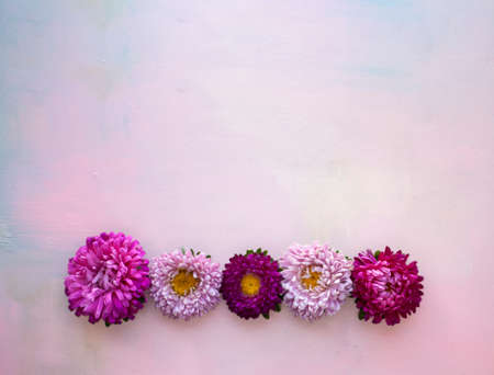 Square pink wooden banner with aster flowers lying in a row. Place for text.の写真素材
