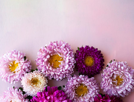 Pink, purple, lilac aster flowers lie on a pink wooden background. Place for text.
